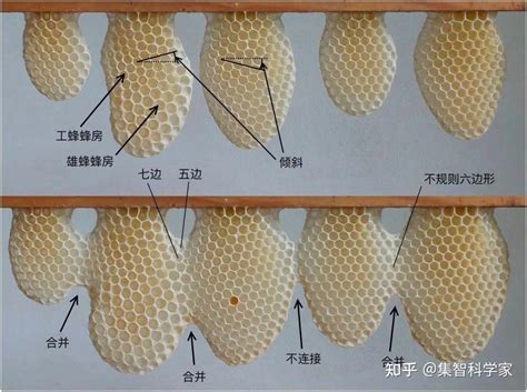 蜜蜂的巢|蜜蜂筑巢，不只遵循简单规则，也懂规划设计